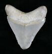 Serrated Megalodon Tooth - Lee Creek, NC #18707-1